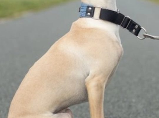 Kipper Italian greyhound for stud