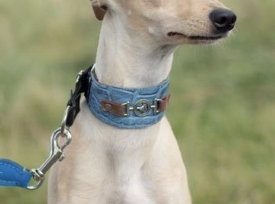 Kipper Italian greyhound for stud